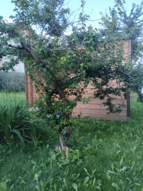 Коллективный сад номер 7, участок 58 в Нижнем Тагиле - nizhnij-tagil.yutvil.ru - фото 28 Коллективный сад номер 7, участок 58 в Нижнем Тагиле - nizhnij-tagil.yutvil.ru - фото 28