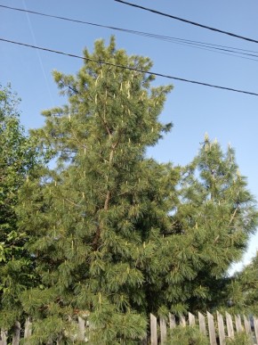 ул. Полынная,29 в Нижнем Тагиле - nizhnij-tagil.yutvil.ru - фото 18 ул. Полынная,29 в Нижнем Тагиле - nizhnij-tagil.yutvil.ru - фото 18